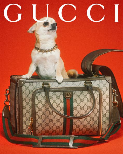 honden tas gucci|Designer Pet Collection & Accessories .